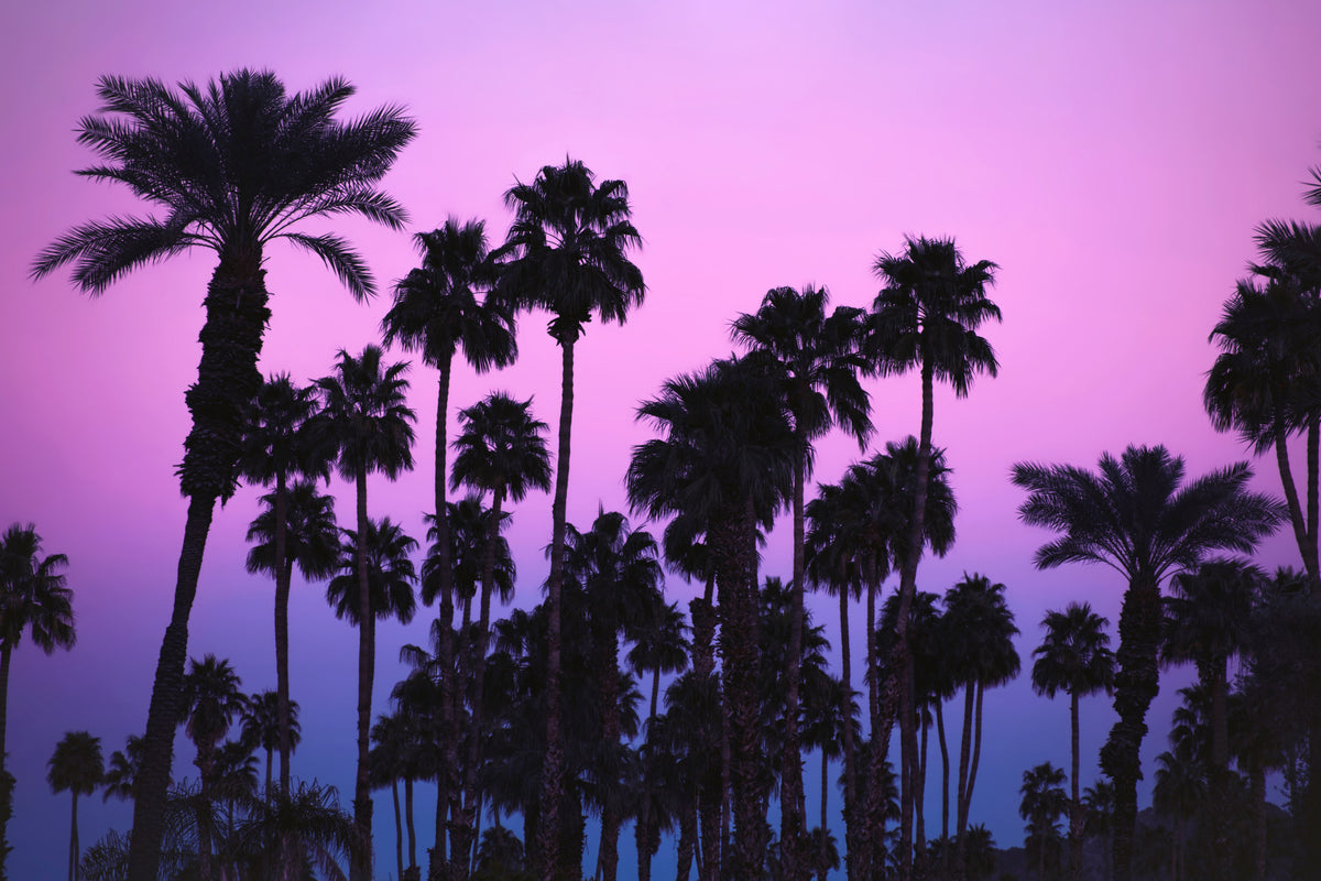 Tropical Dusk Palms Wall Mural -2226294 in your room — zoomed
