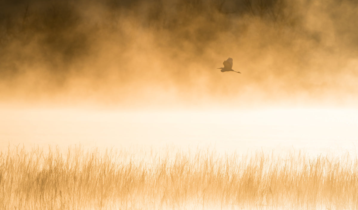 Golden Hour Flight Wall Mural -2227022