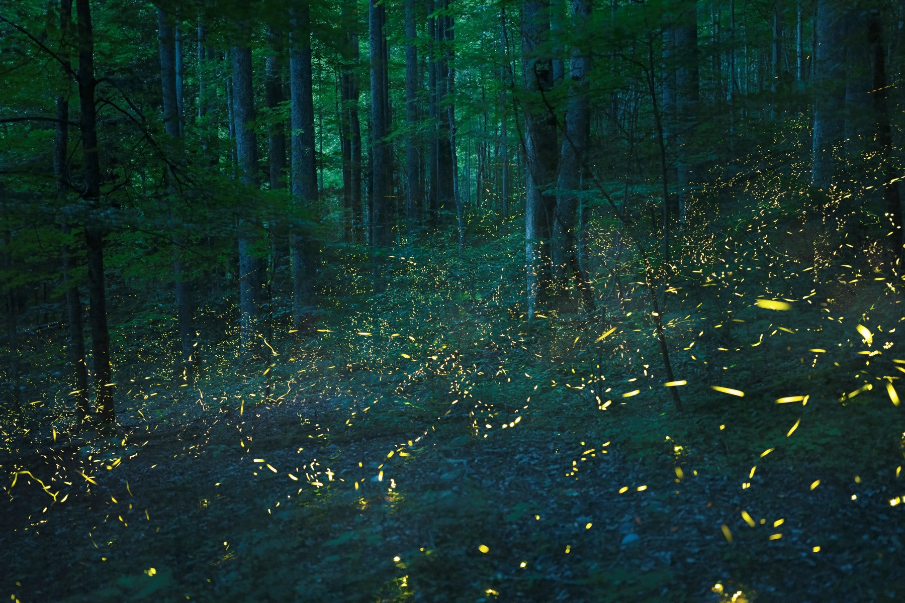 Glowbug Grove Wall Mural -2536735