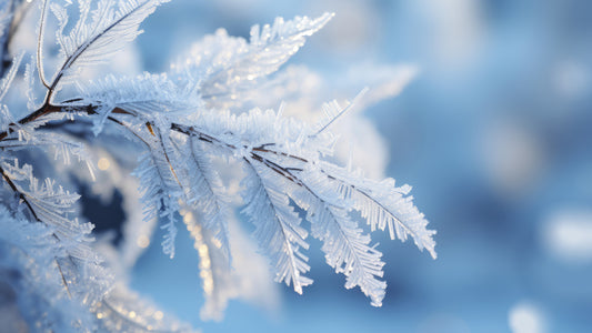Icy Fronds Wall Mural -2559594