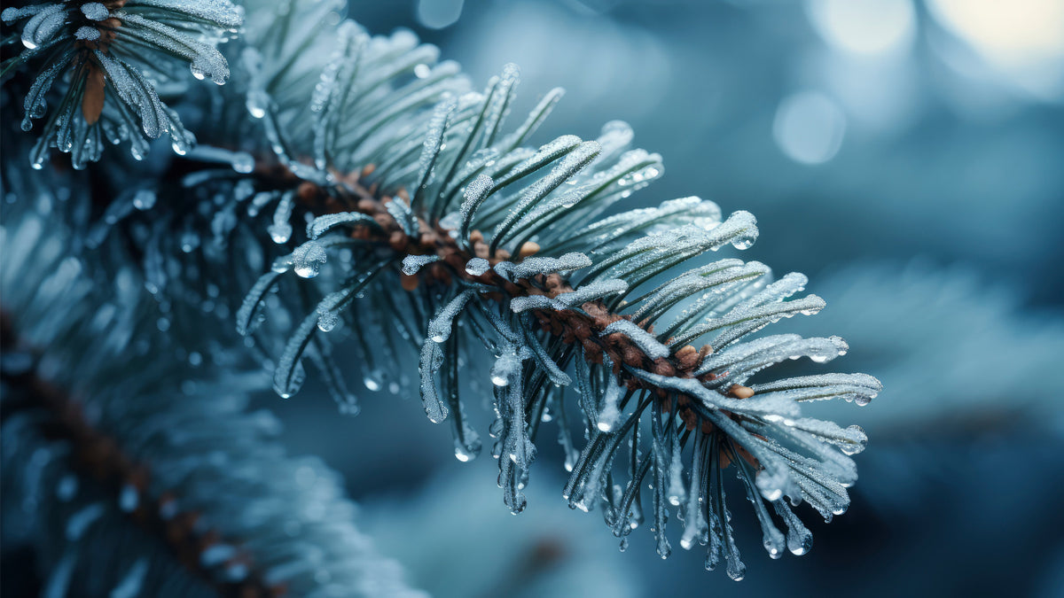 Frozen Needles Wall Mural -2559589 in your room — zoomed