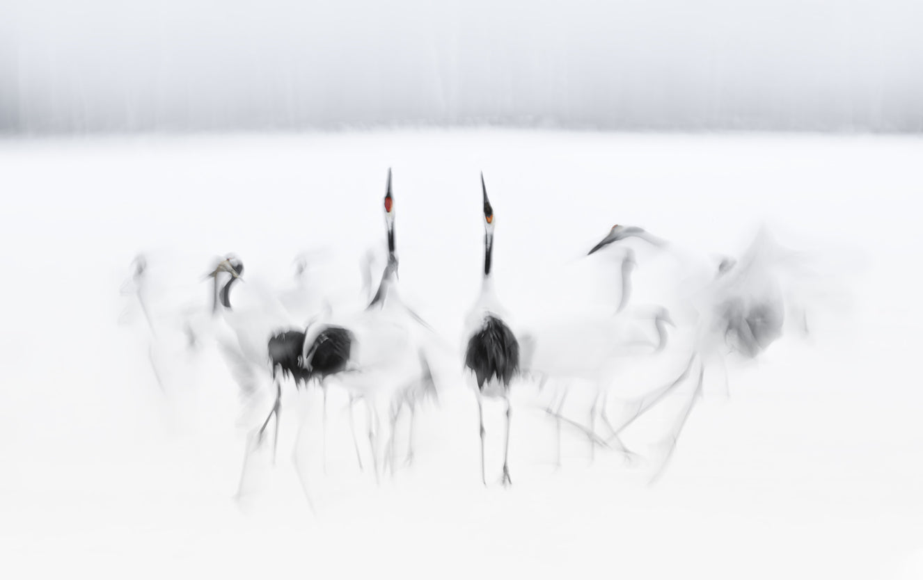 Crane Dance in White Wall Mural -2208006