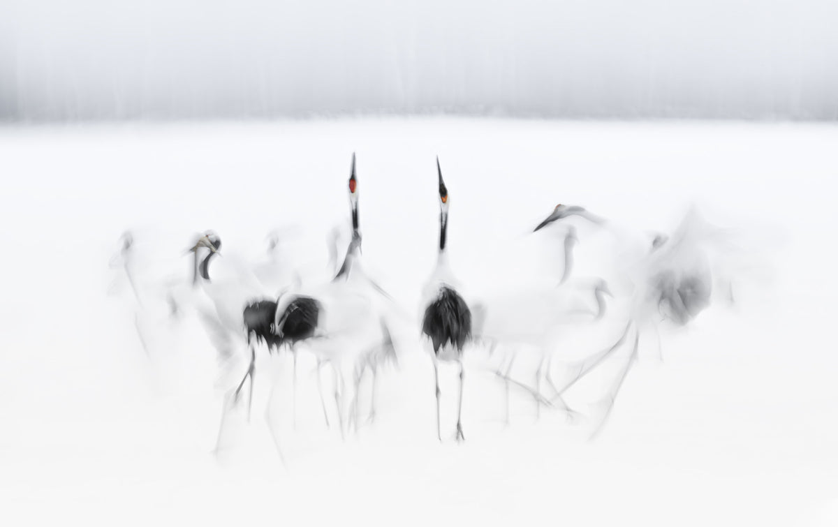 Crane Dance in White Wall Mural -2208006
