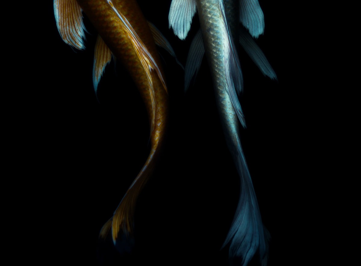 Abyssal Koi Wall Mural -2544367