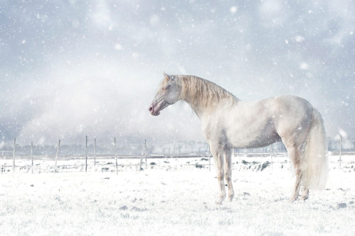 Snowdrift Horse Wall Mural -2398894 in your room — zoomed