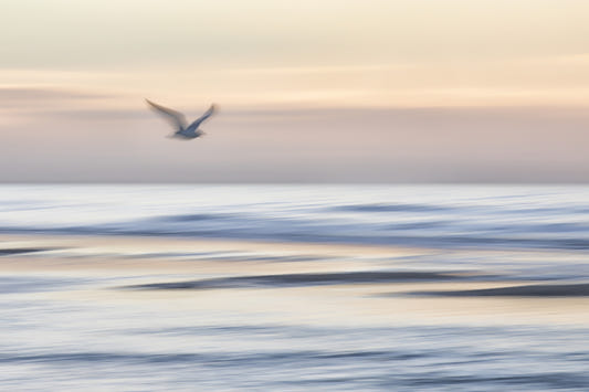 Seagull's Flight Wall Mural - 2334911