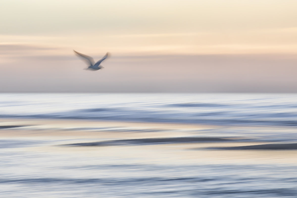 Seagull's Flight Wall Mural - 2334911