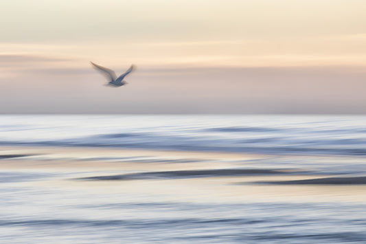Seagull's Flight Wall Mural - 2334911