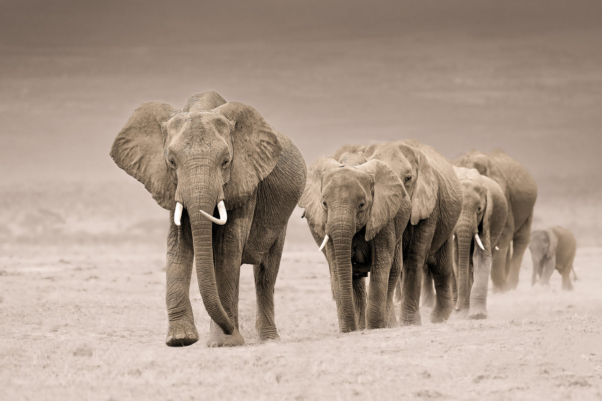 Elephant Journey Wall Mural -2526083 in your room — zoomed