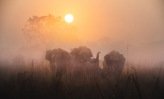 Golden Dawn Elephants Wall Mural -2425886