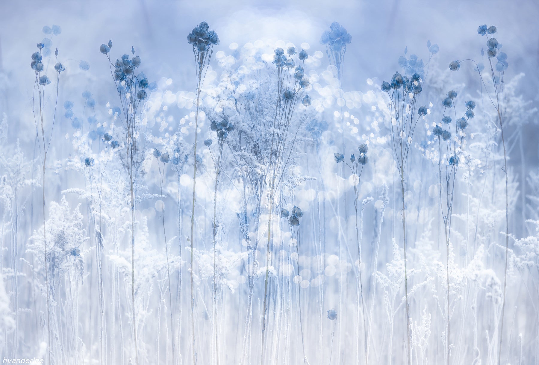 Frosted Dreams Wall Mural -2431561
