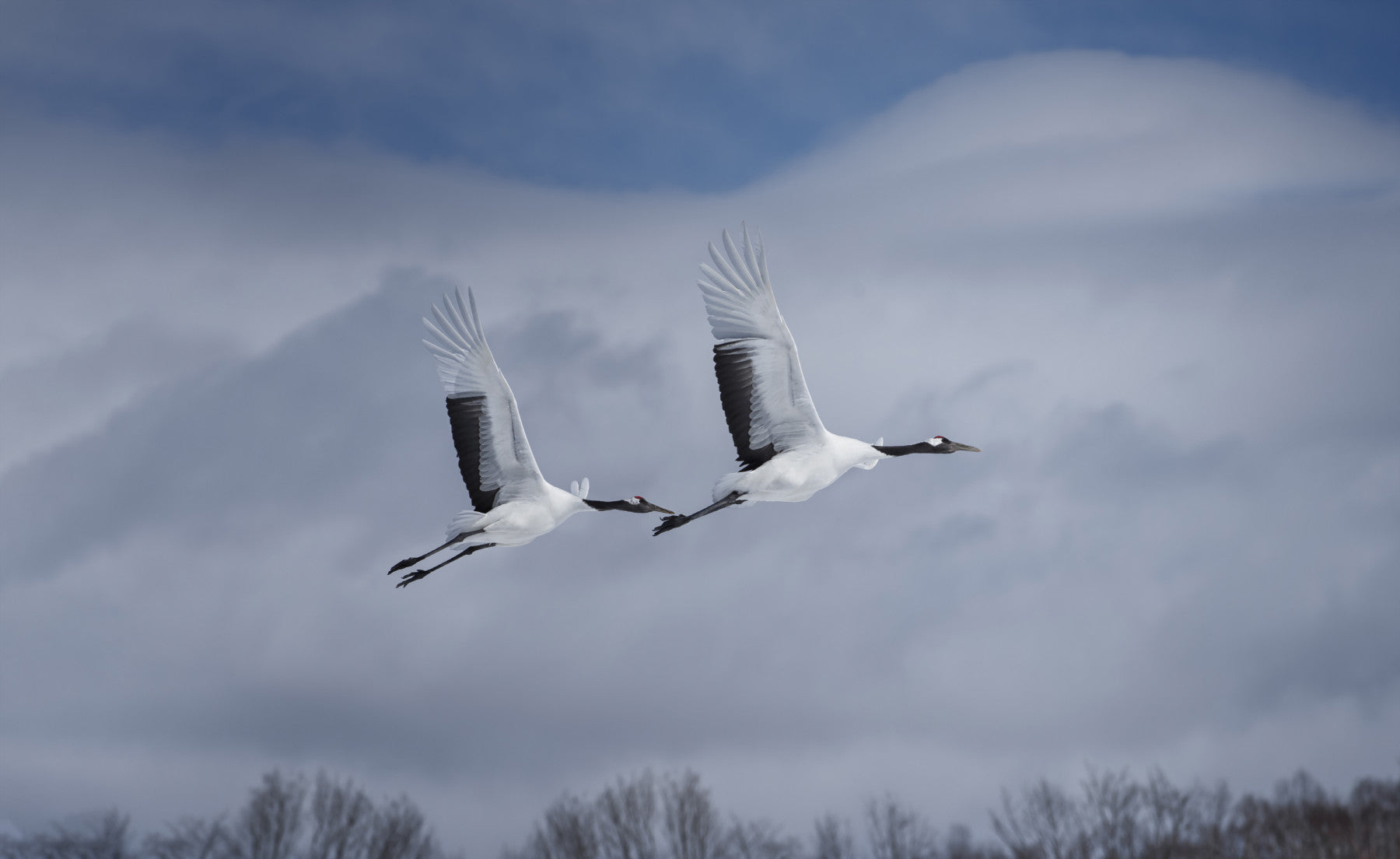 Crane's Flight Wall Mural - 2342037