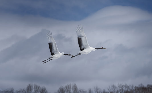 Crane's Flight Wall Mural - 2342037