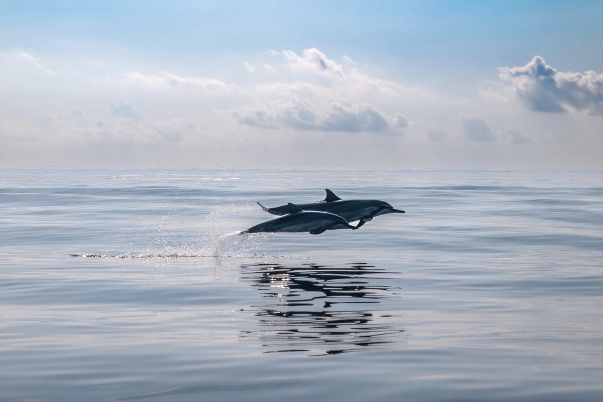 Dolphin's Leap Wall Mural - 2621542 in your room — zoomed