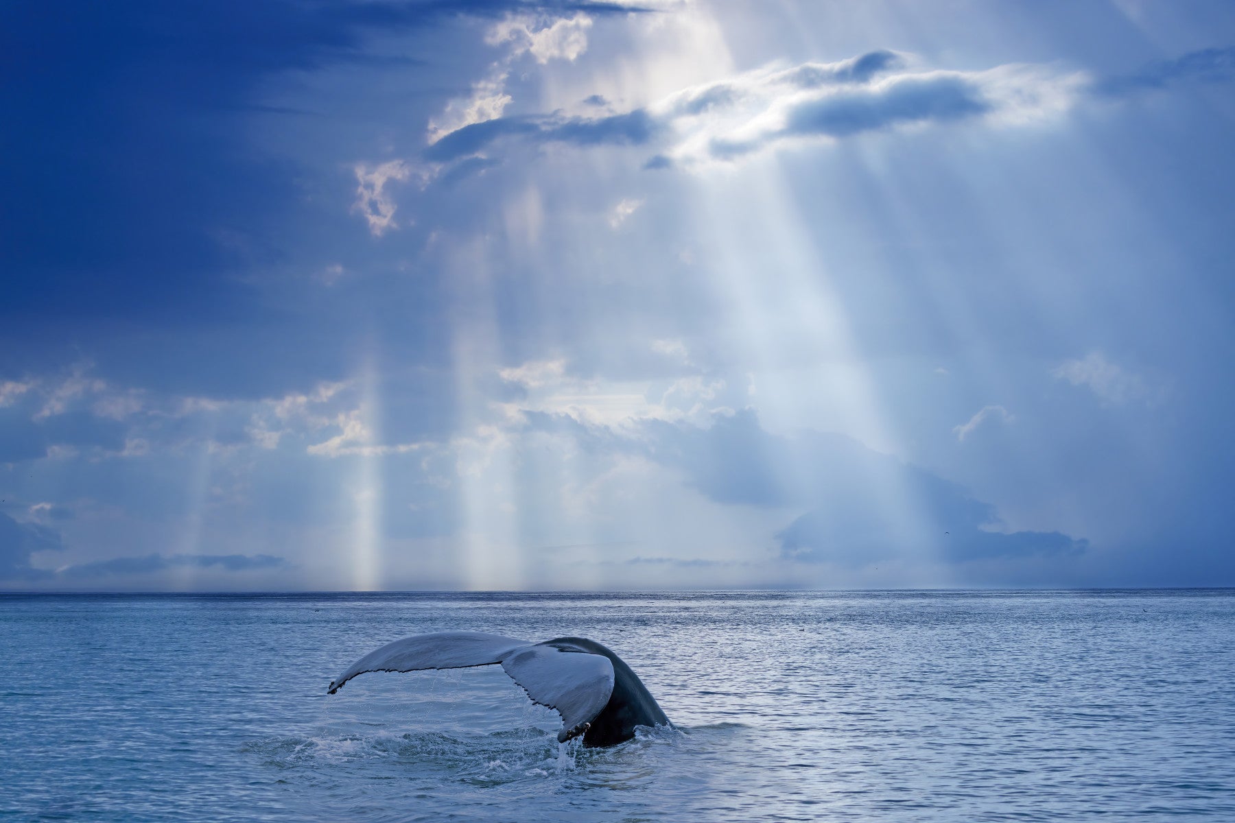 Ocean's Grace Wall Mural - 2328163
