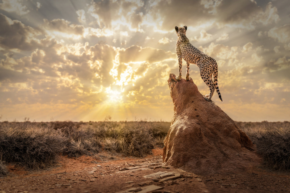 Cheetah's Domain Wall Mural - 2244885 in your room — zoomed