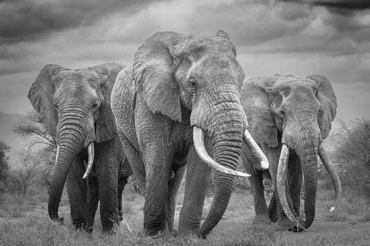 Elephant Majesty Wall Mural -2395234