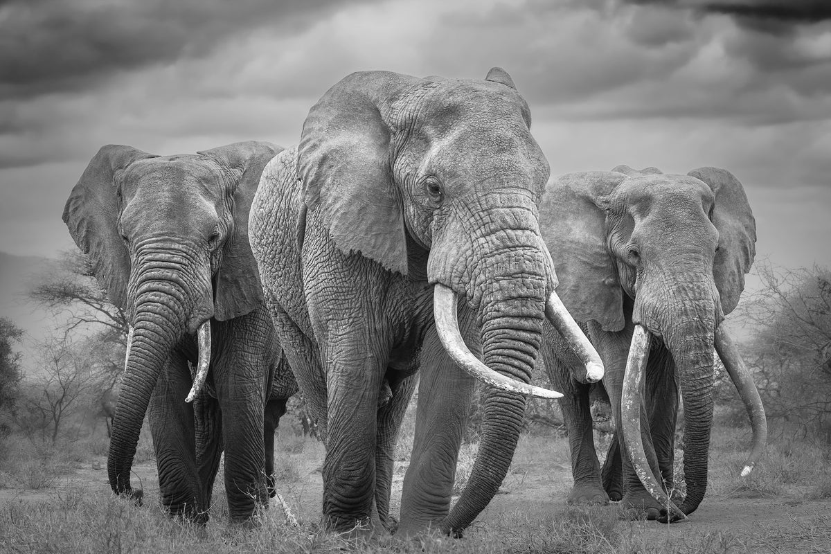 Elephant Majesty Wall Mural -2395234 in your room — zoomed