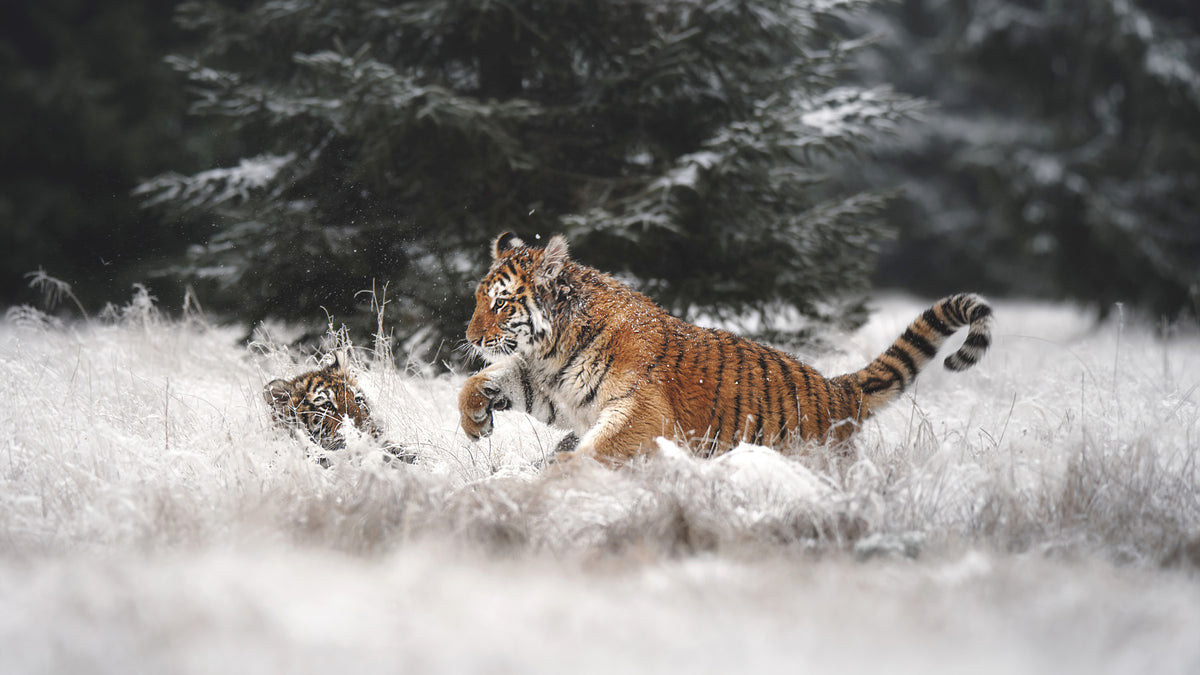 Winter Play Tiger Cubs Wall Mural -2194650 in your room — zoomed