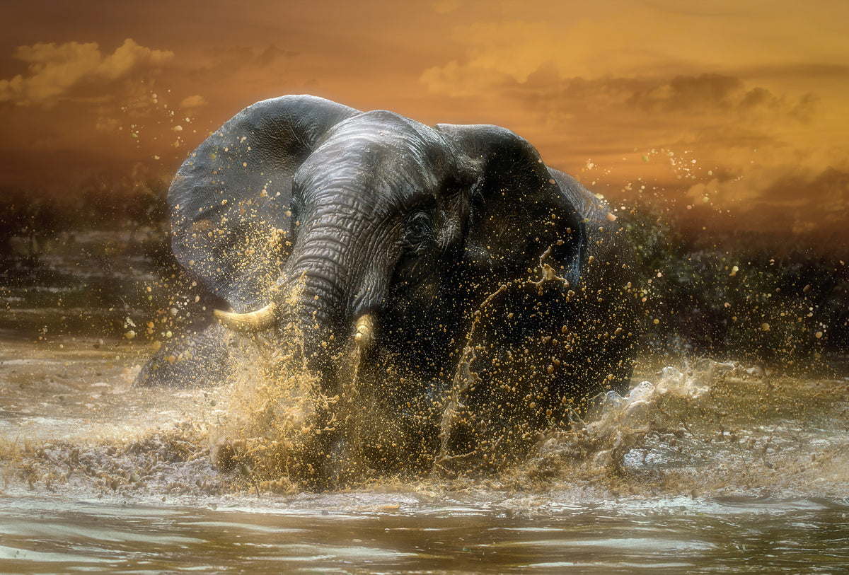 Elephant Plunge Wall Mural -2601164