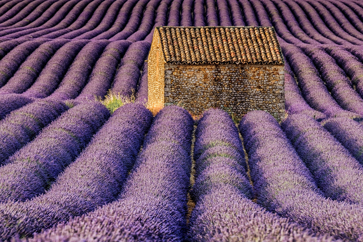 Lavender Haven Wall Mural -2597463 in your room — zoomed