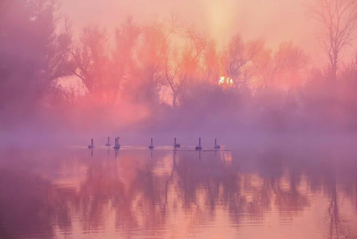 Swan Lake Sunrise Wall Mural -2343606 in your room — zoomed