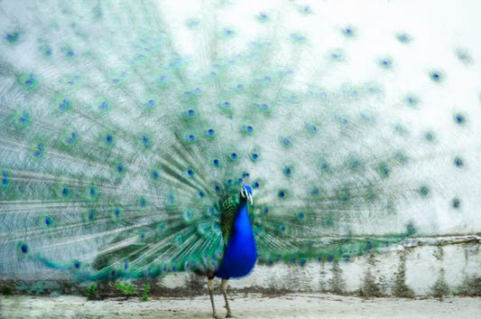 Peacock Dream Wall Mural -2308212