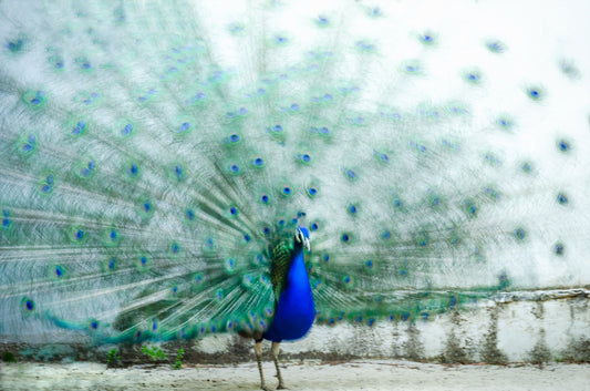 Peacock Dream Wall Mural -2308212