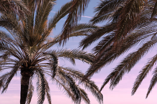 Palm Sky Serenity Wall Mural -2262139