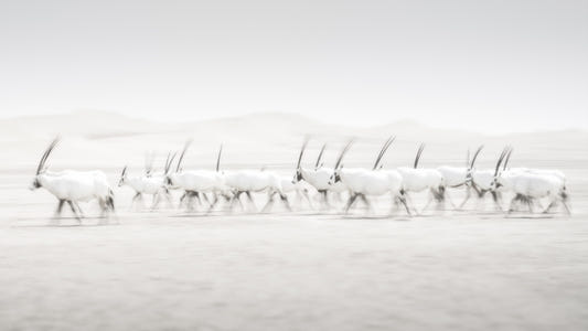 Oryx Mirage Wall Mural -2163973