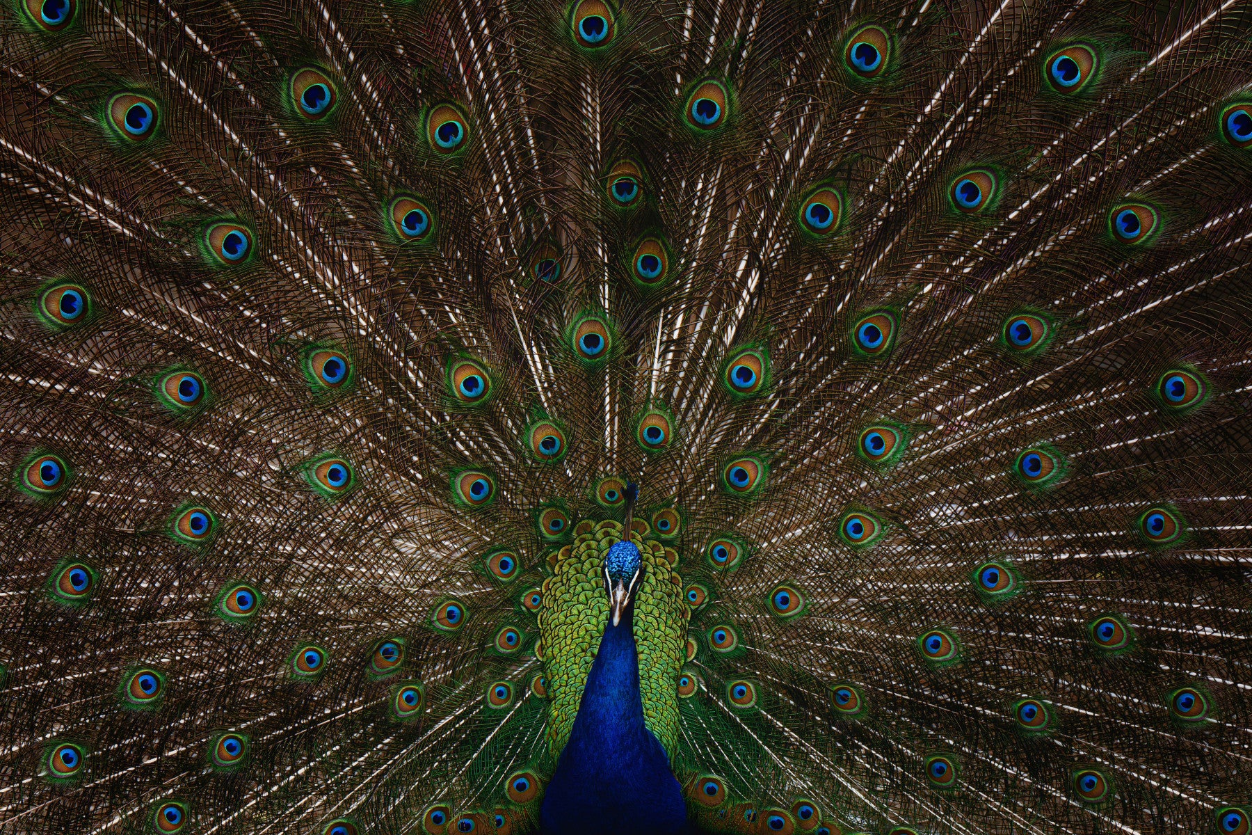 Peacock Pride Wall Mural -2533418