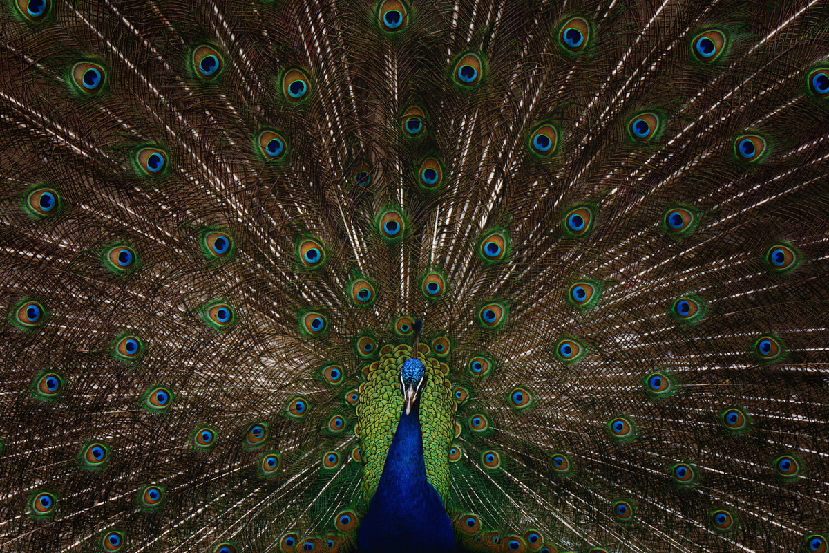 Peacock Pride Wall Mural -2533418 in your room — zoomed