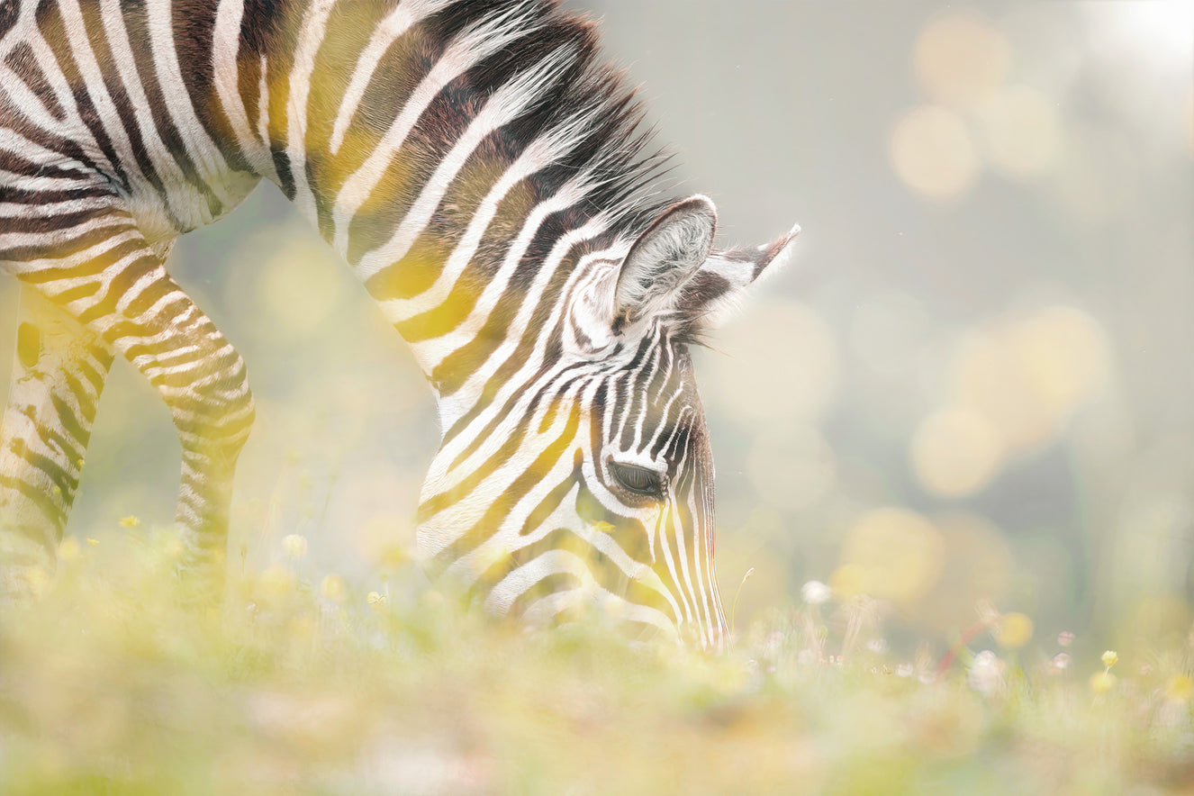 Zebra's Grazing Gaze Wall Mural - 2234347