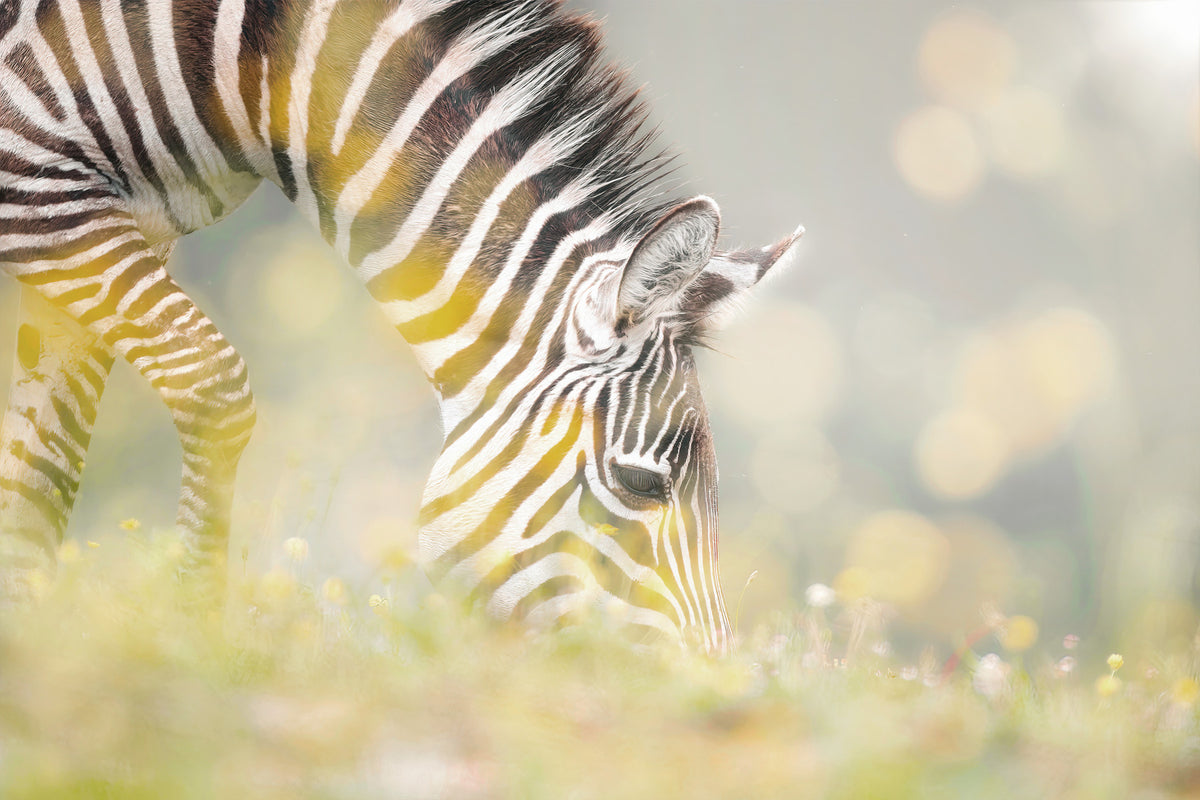Zebra's Grazing Gaze Wall Mural - 2234347 in your room — zoomed