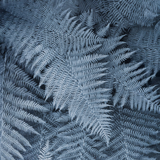 Frosted Fern Delight Wall Mural