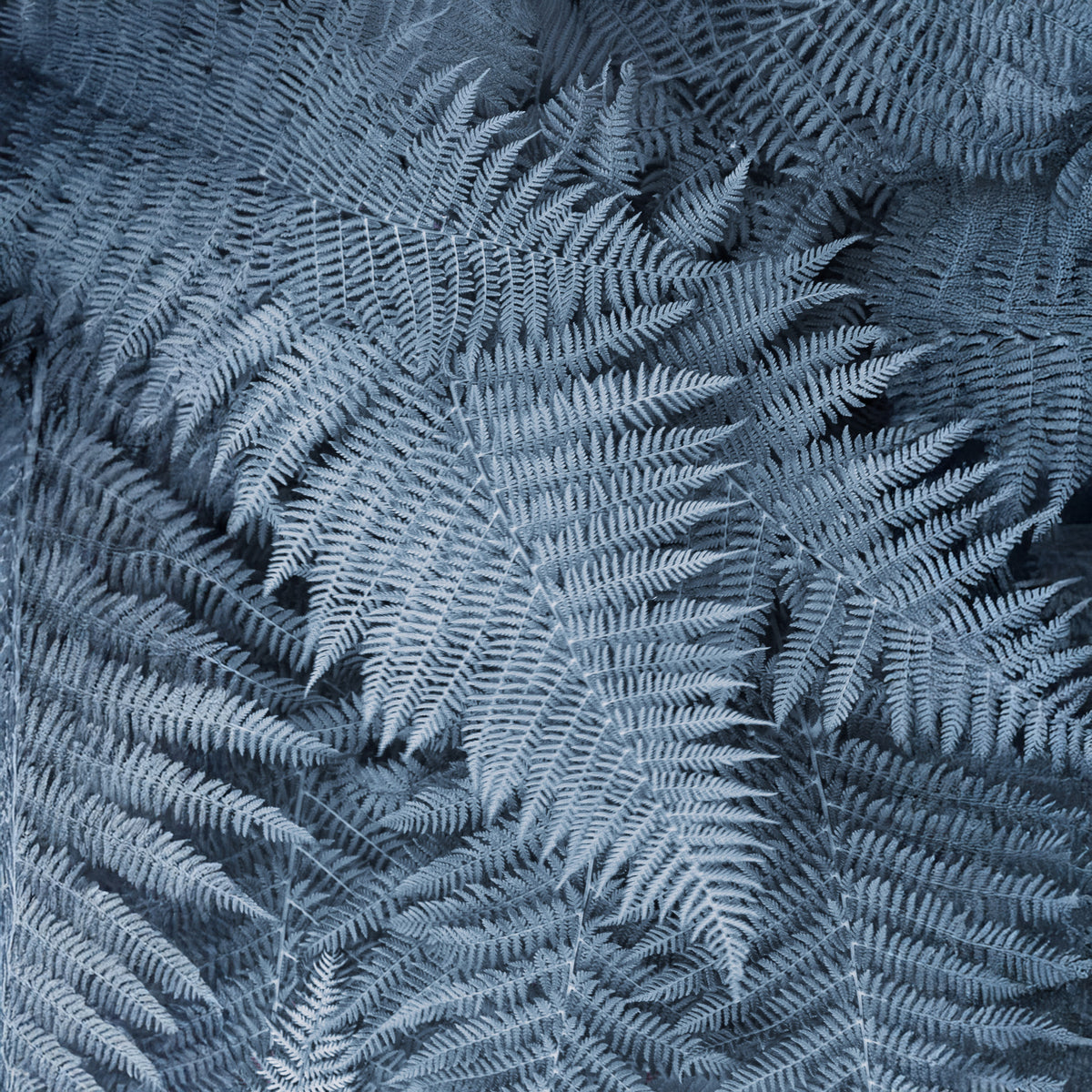 Frosted Fern Delight Wall Mural in your room — zoomed
