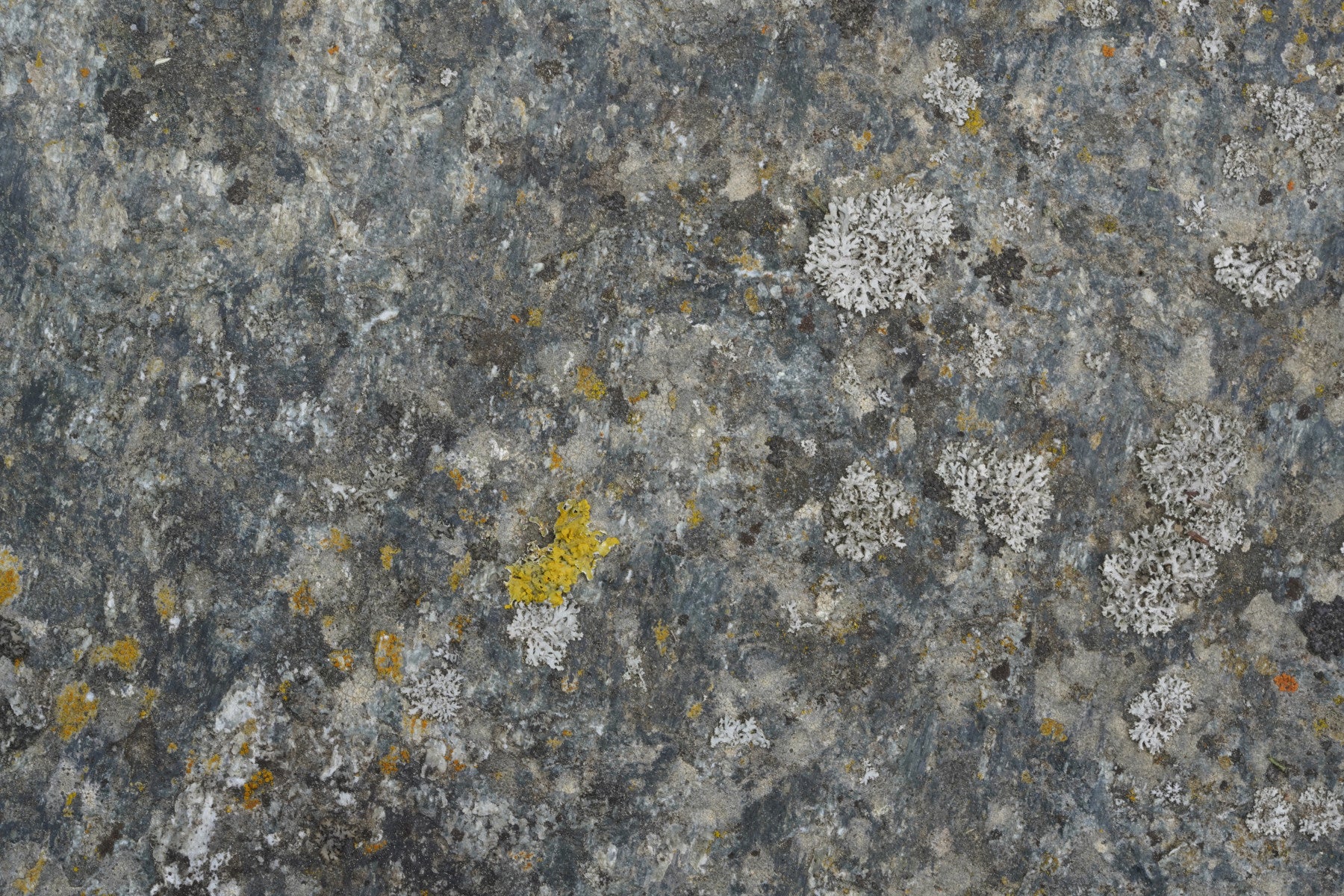 Lichen Rock Texture Wall Mural -2566591