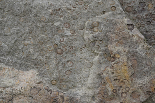 Stone Fossil Texture Wall Mural -2566607