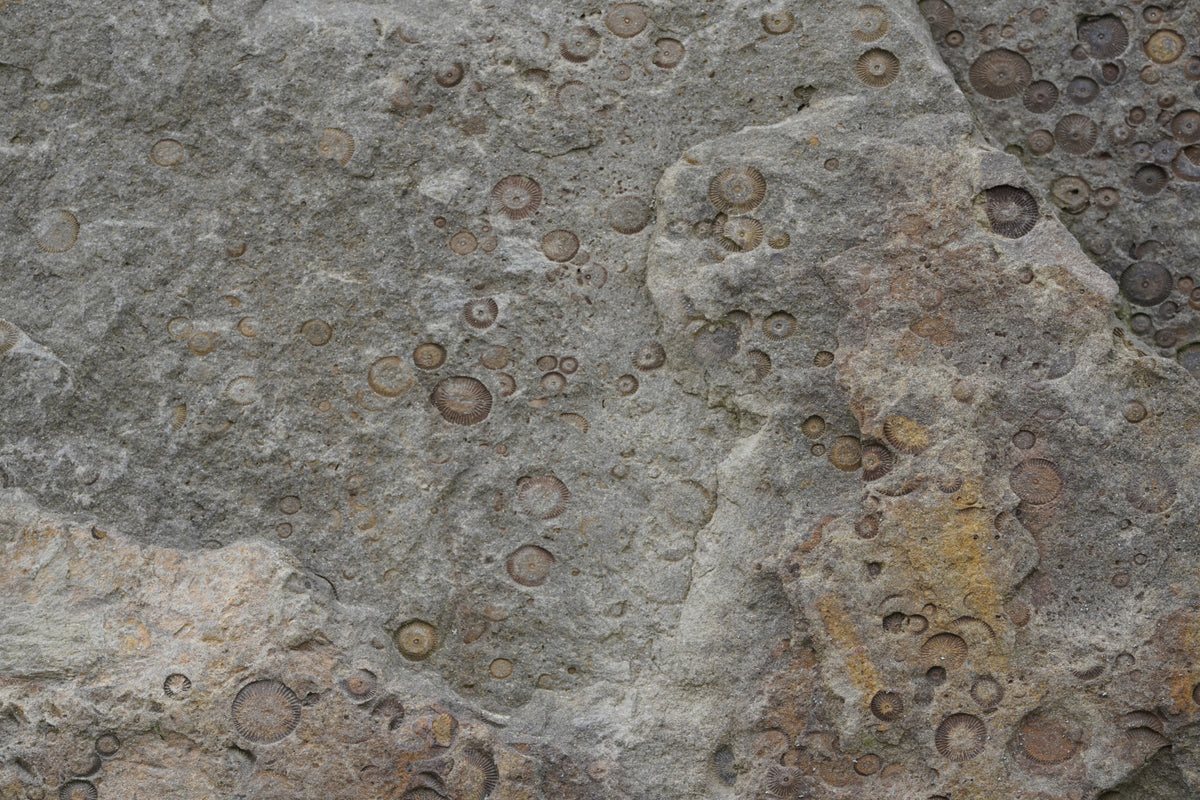 Stone Fossil Texture Wall Mural -2566607 in your room — zoomed