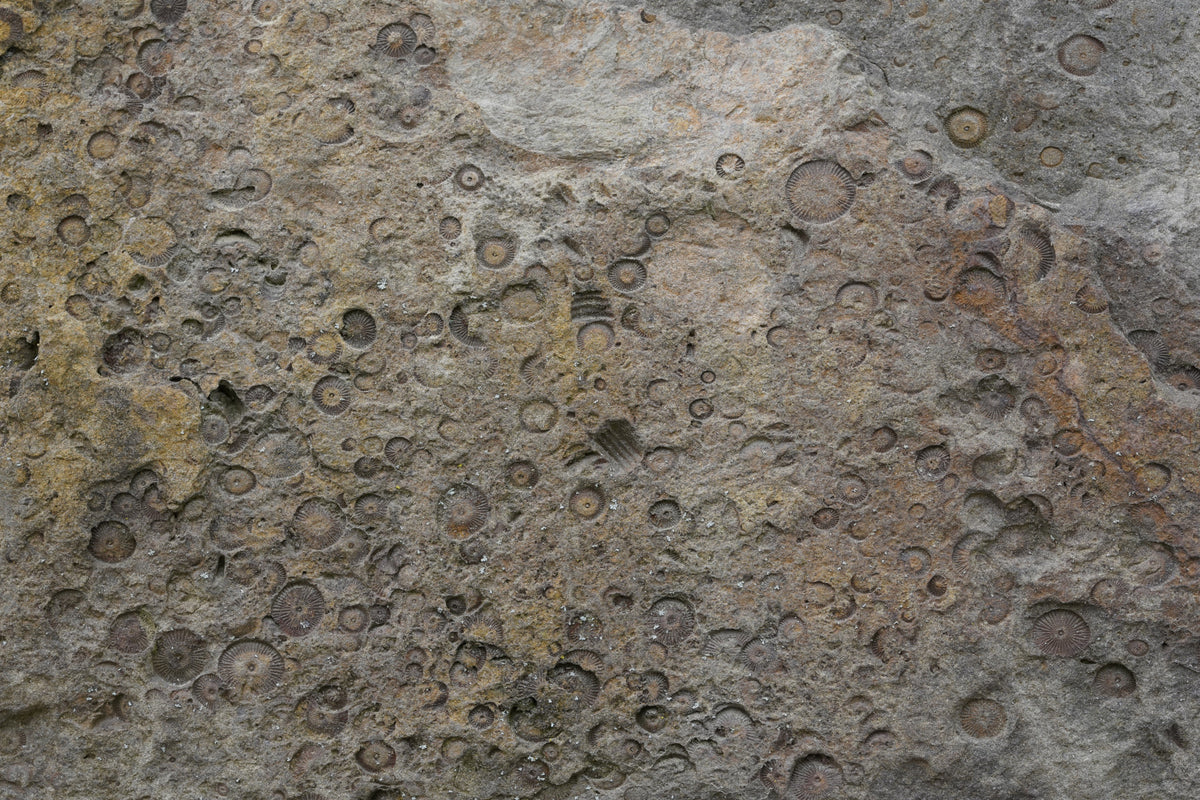 Ancient Fossil Texture Wall Mural -2566608 in your room — zoomed
