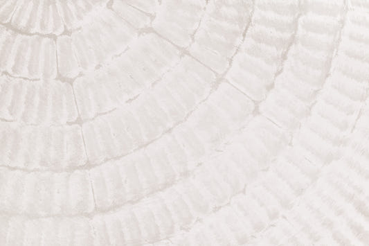 Oyster Shell Echo Wall  -2306169