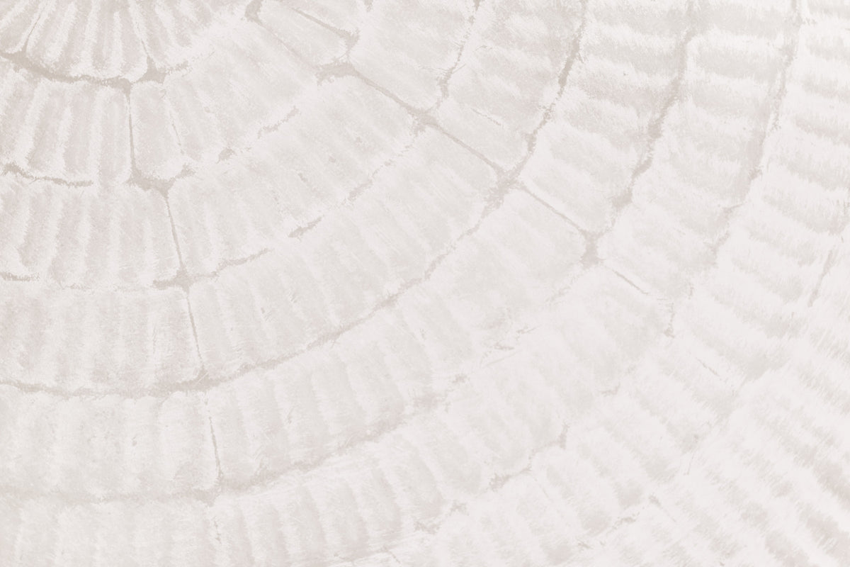 Oyster Shell Echo Wall  -2306169