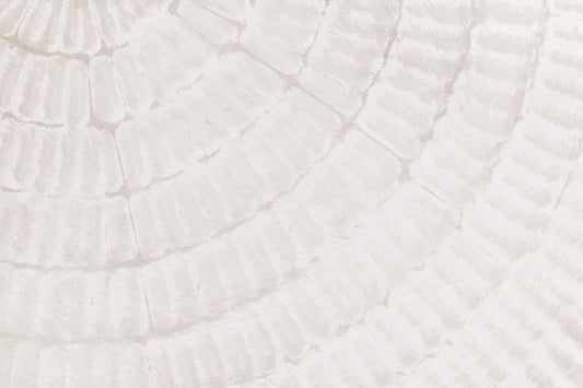 Oyster Shell Echo Wall  -2306169