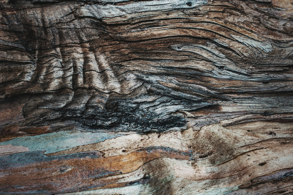Eucalyptus Bark Texture Wall Mural -2226209 in your room — zoomed