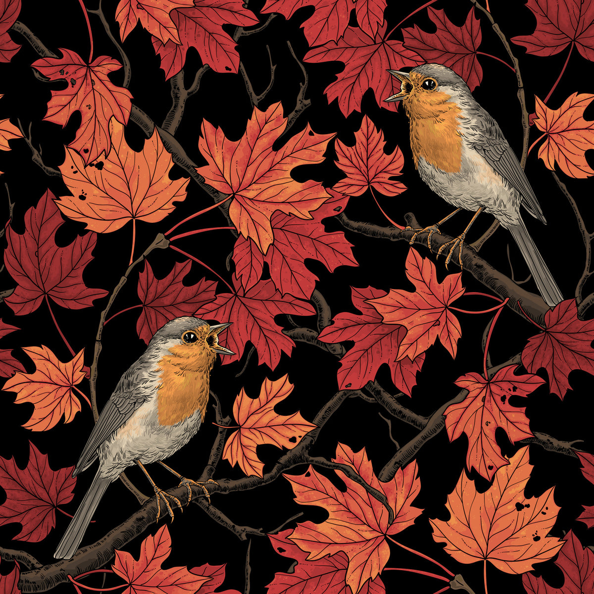 Robins in maple tree on black Wallpaper⁠