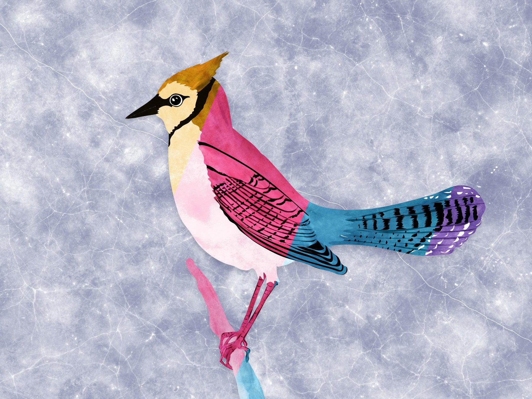 Colorful Jay Wall Mural