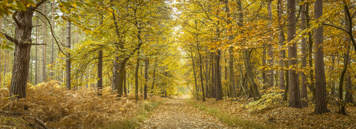 Golden Canopy Trail Wall Mural in your room — zoomed