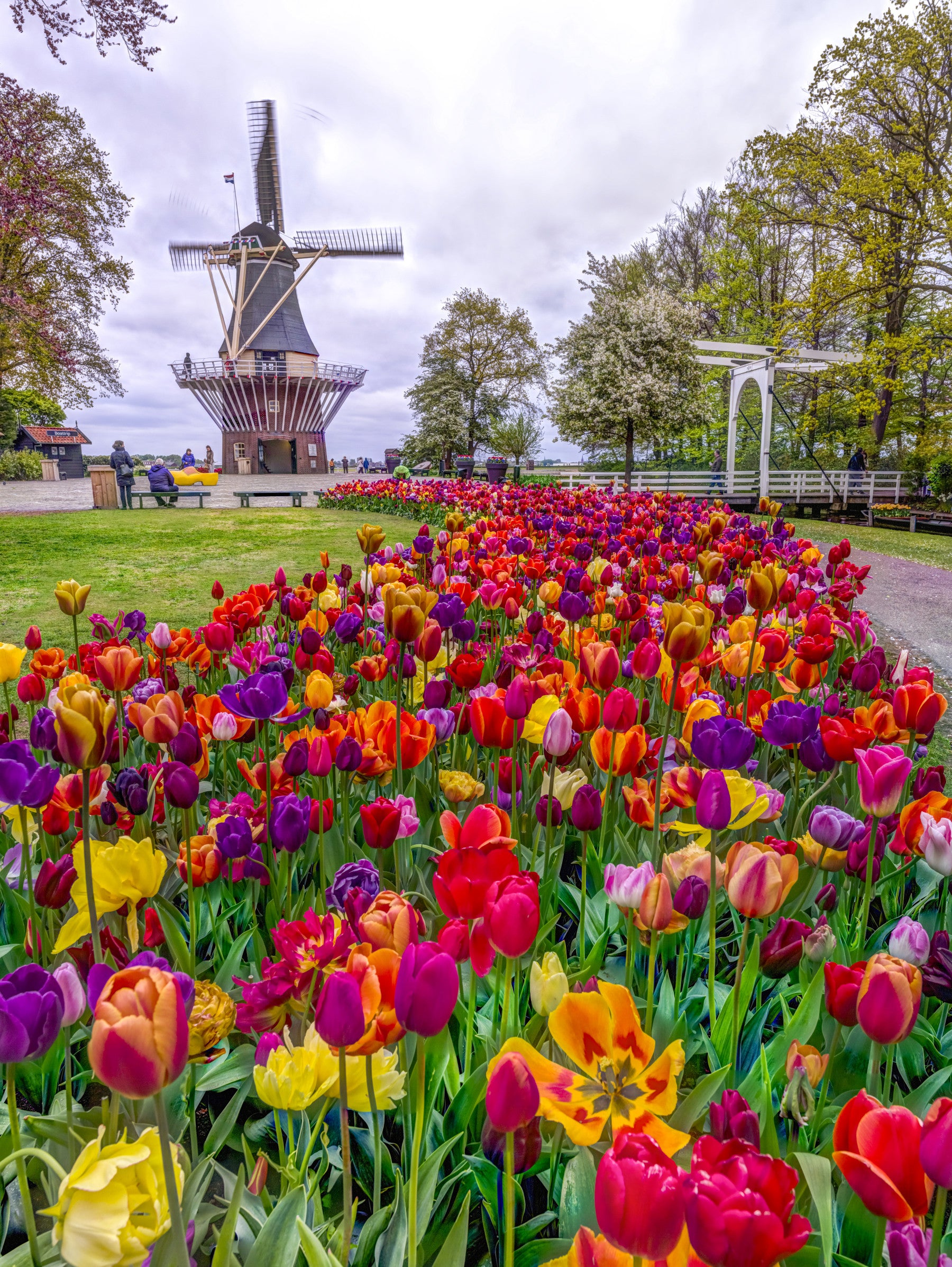 Tulip Windmill Garden Wall Mural