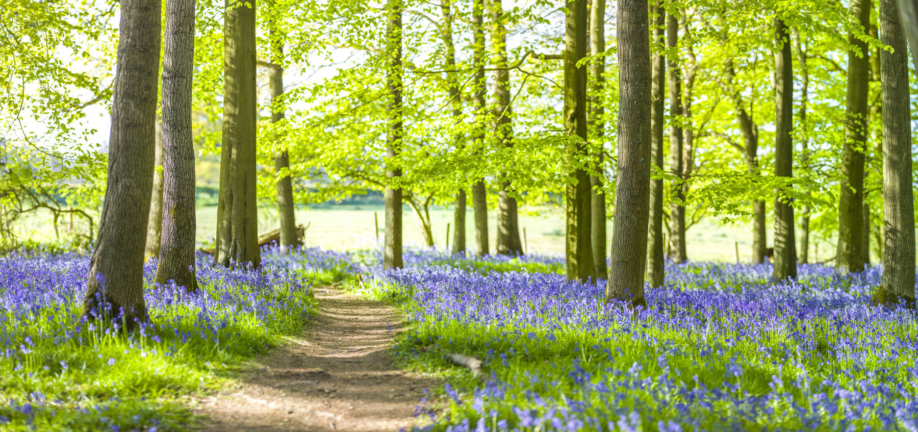 Bluebell Wonderland Wall Mural