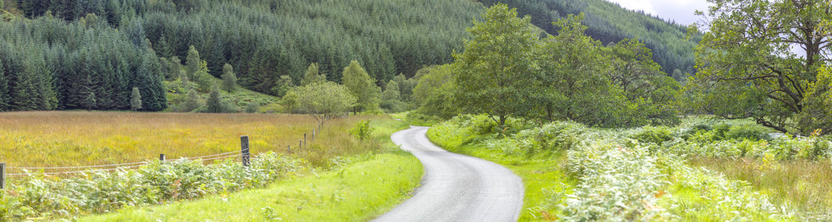 Winding Way Serenity Wall Mural in your room — zoomed